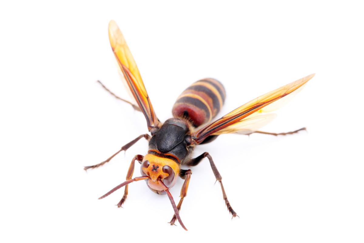 Hunt Is On For Giant Bee Killing Hornet Local News Goskagit Com