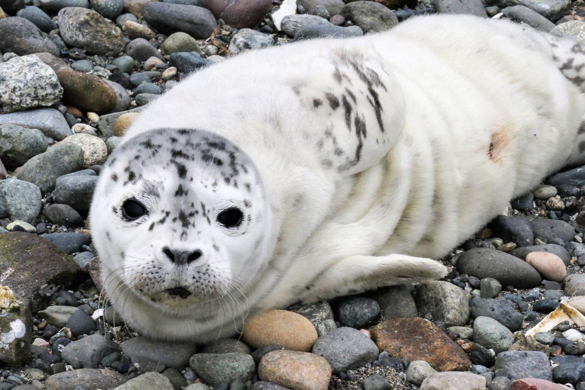 Seal Pups Need Their Space Local News Goskagit Com