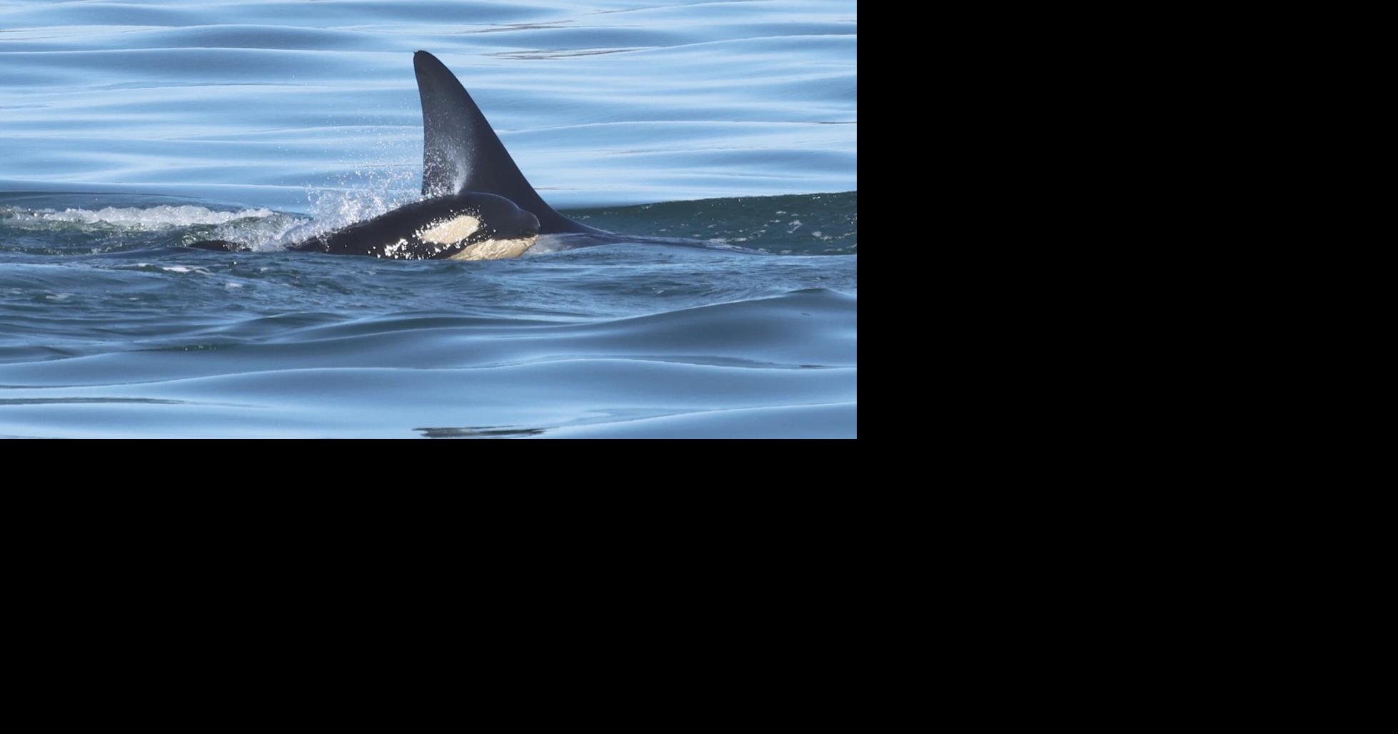 Whale watching group spots newborn Bigg's orca calf