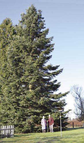 Middleton's tree tall