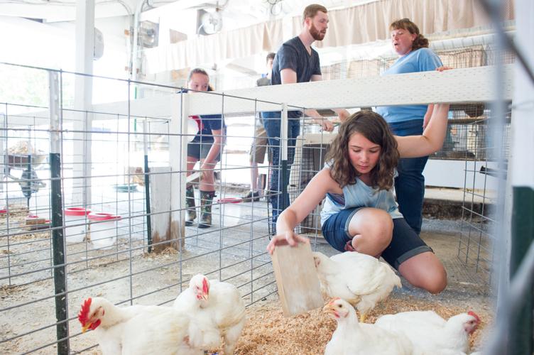 Students to show off animals at Skagit County Fair | Local News | Students to show off animals at Skagit County Fair | Local News |