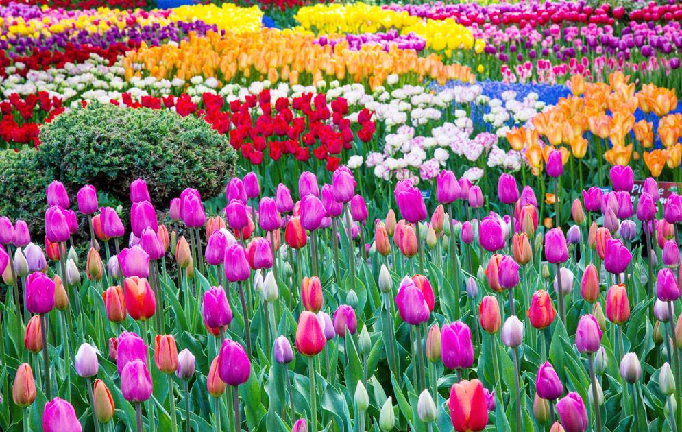 Mt Vernon Tulip Festival 2022