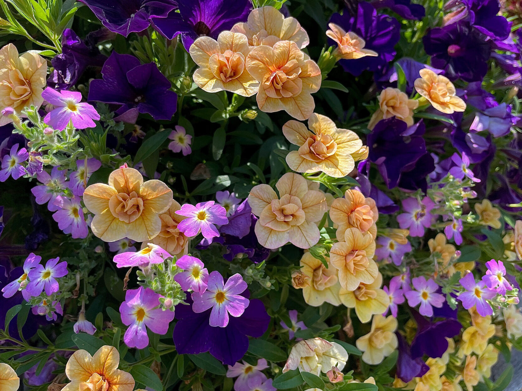 On Gardening: Safari Jamesbrittenia flowers you will love