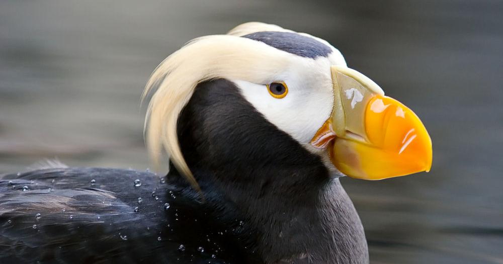 State considers listing tufted puffin as endangered species | Local News |  