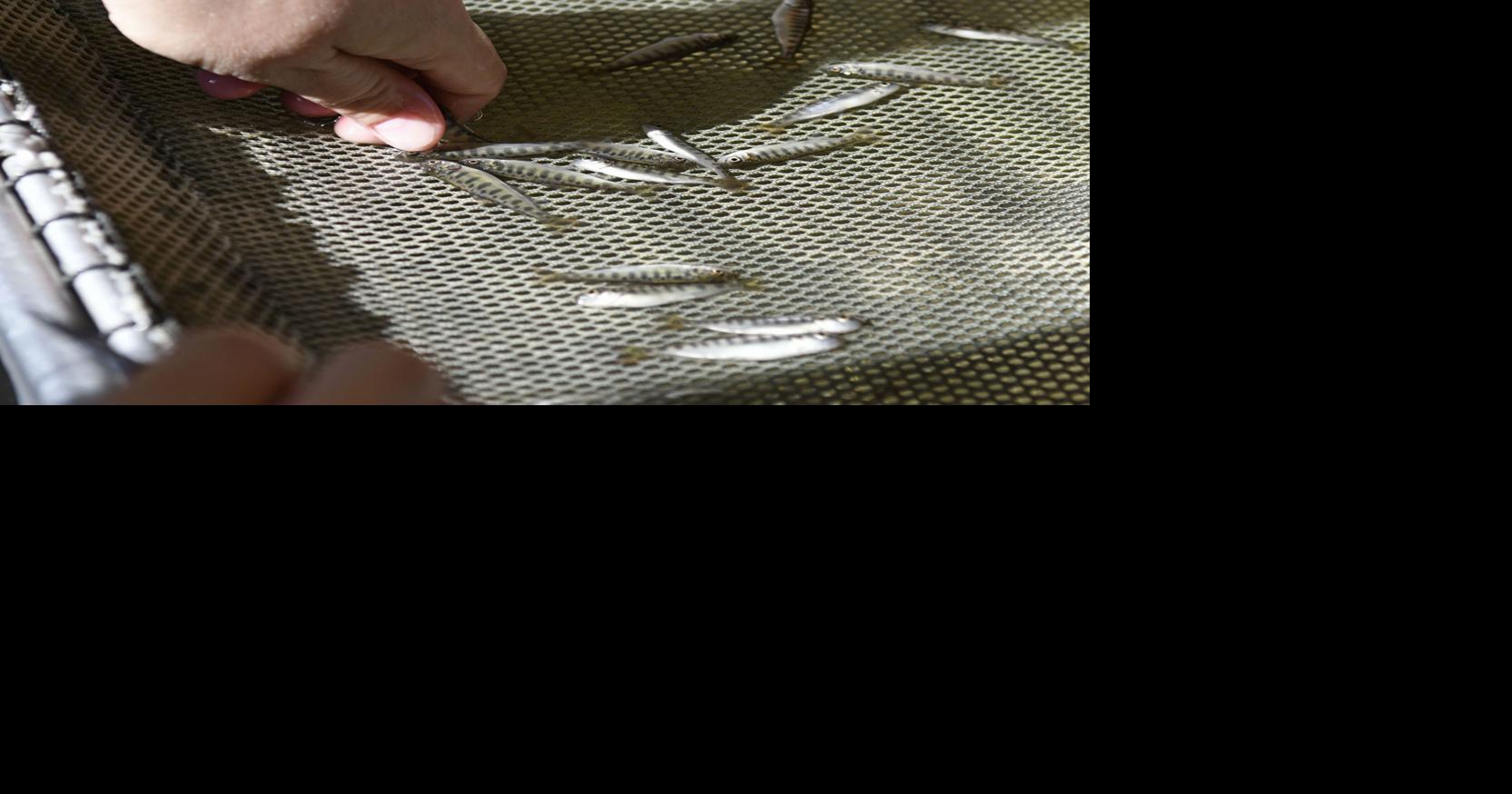 Samish Hatchery preparing salmon for orcas News