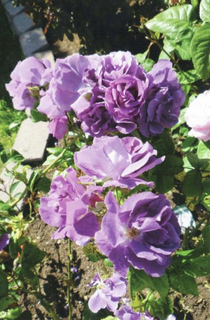 Rose Shows Vs Rose Displays All Access Goskagit Com