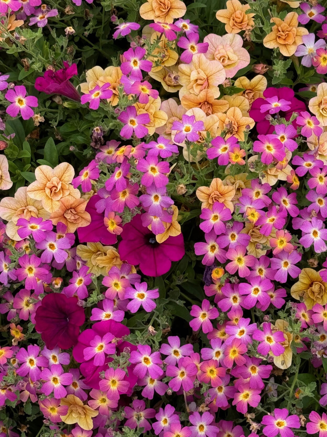On Gardening: Safari Jamesbrittenia flowers you will love