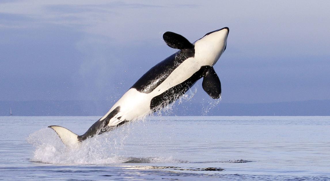 Grants awarded for orca research - goskagit.com