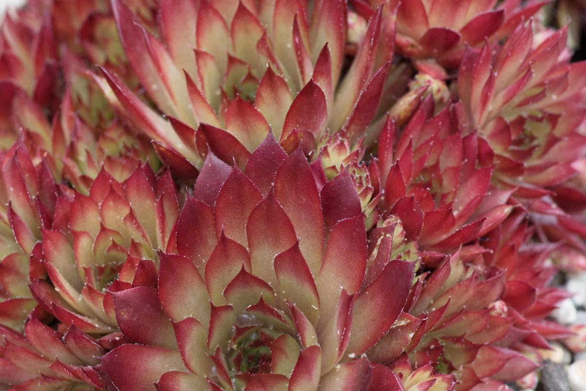 Ask The Master Gardener Growing Succulents In The Pacific