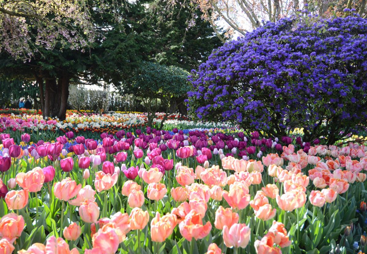 Here's all the Tulip Festival events Entertainment