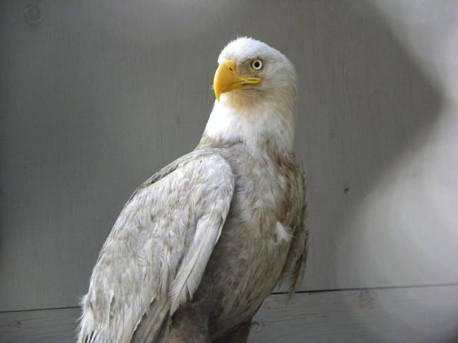 leucistic eagle