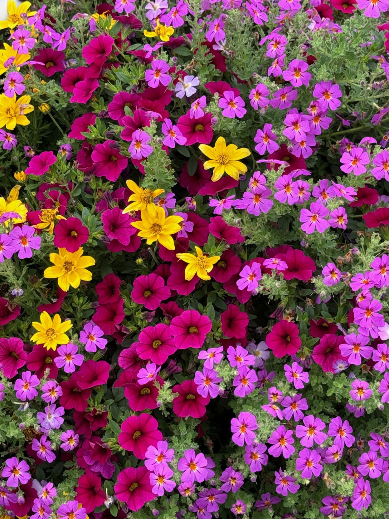 On Gardening: Safari Jamesbrittenia flowers you will love