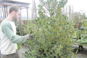English Variety Of Holly Can Brighten Your Winter Garden Goskagit Com