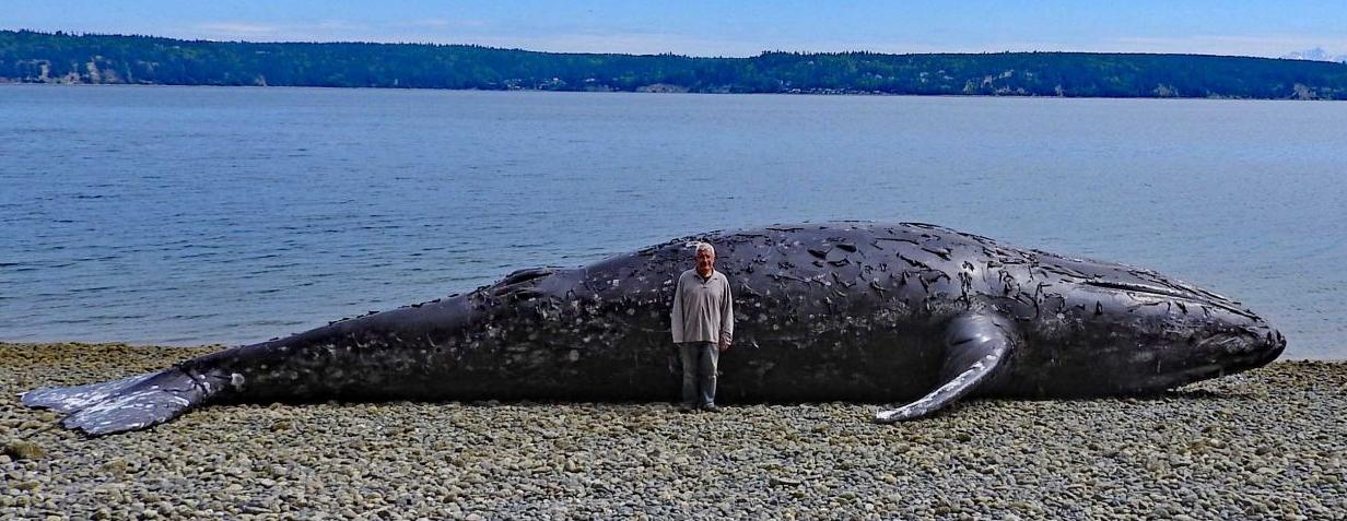 Dead gray whale stranded near Everett, towed to Camano, News