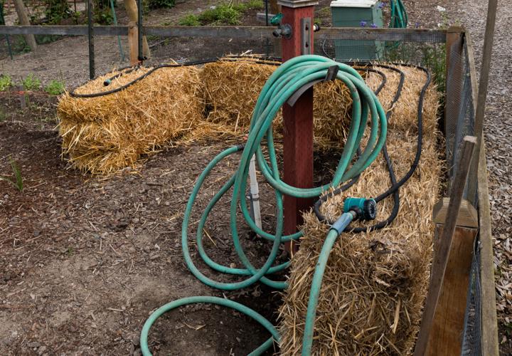 Ask the Master Gardener: Straw bale gardening — Gardening even without good  soil, Home And Garden