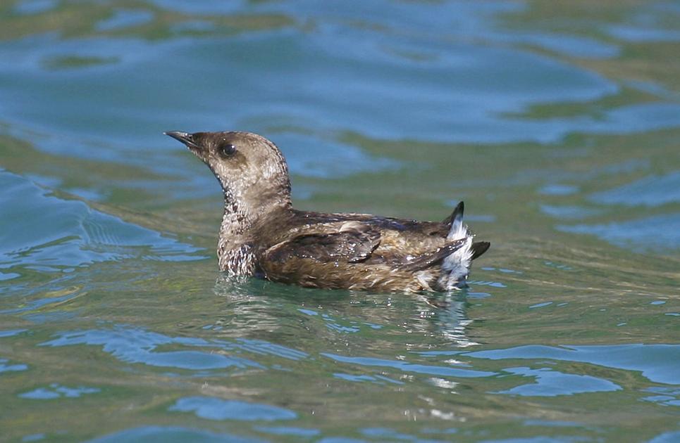 State Releases Plan For Protecting The Marbled Murrelet Local News Goskagit Com