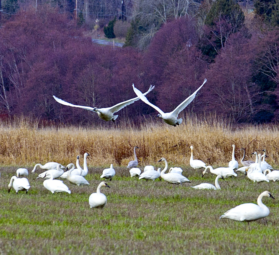 Photo gallery Trumpeter swans and snow geese News