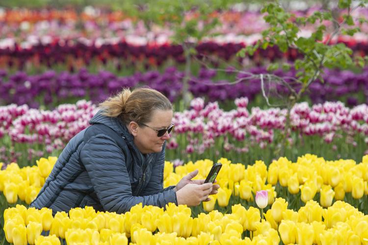 Skagit Valley College botany class visits tulip field Anacortes