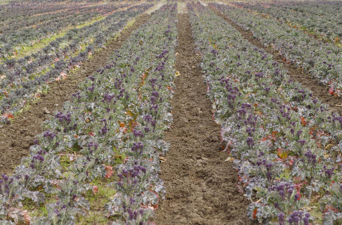 Purple Sprouting Broccoli A Profitable New Crop For Farmer Local