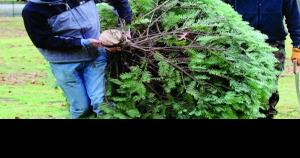 How To Dispose Of Your Christmas Tree After The Holidays News Goskagit Com