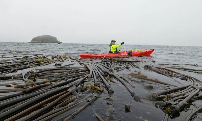 Kelp surveys