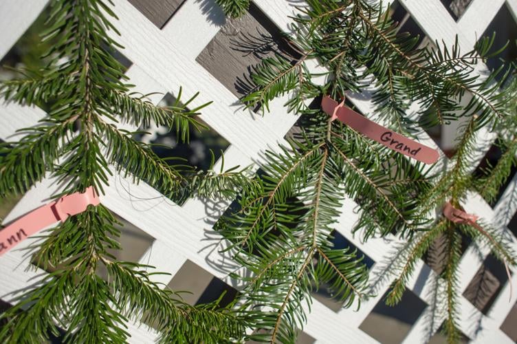 Business booming at Christmas tree farms Local News