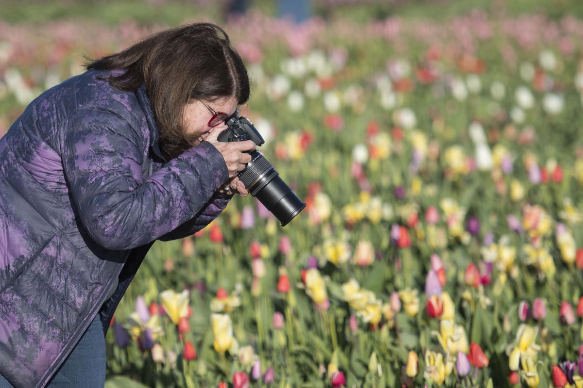 Skagit Tulip Fields Map 2022