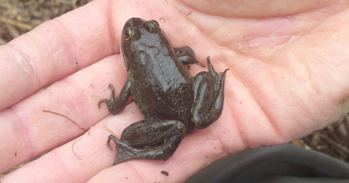 Local Frog Local endangered frogs get help from concerned scientists, residents ...