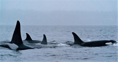 Second Orca Calf Born In J Pod News Goskagit Com