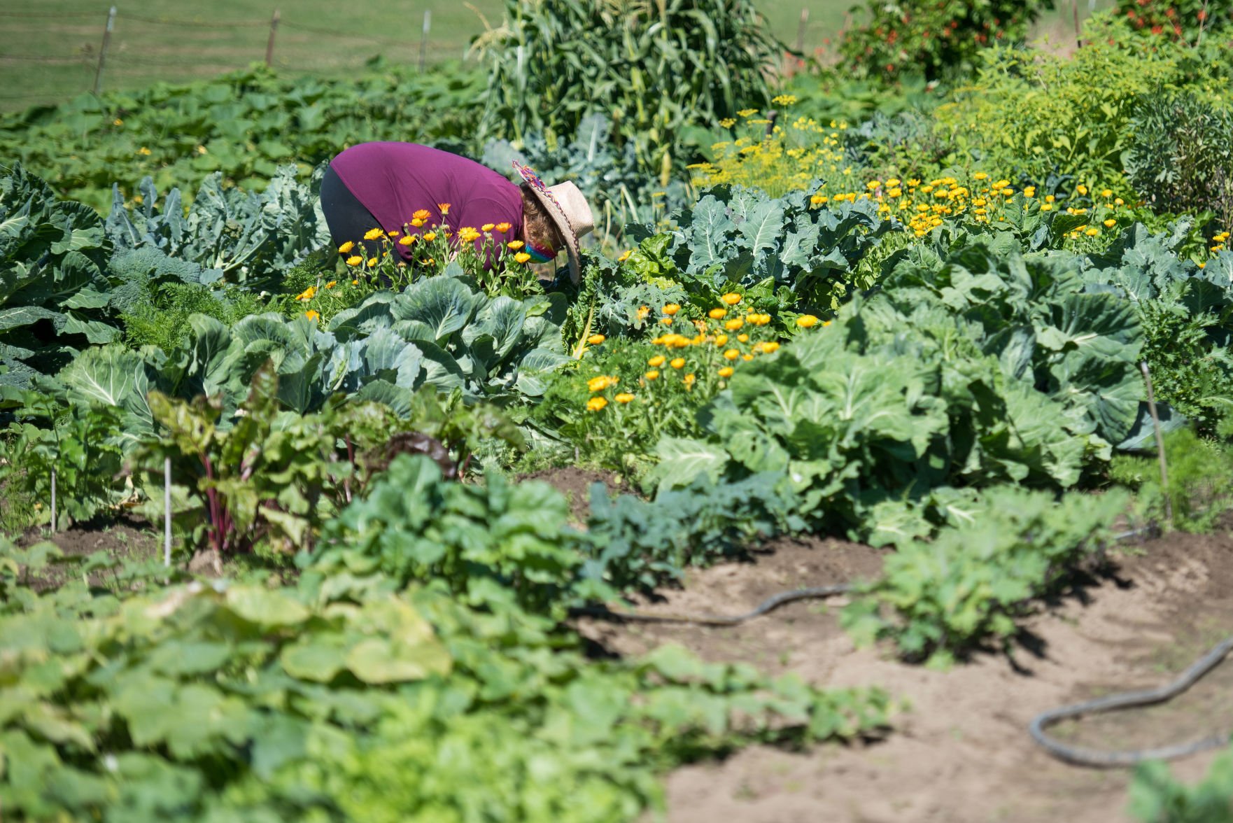 Skagit Gleaners Divert Leftover Crops To Families In Need | News ...