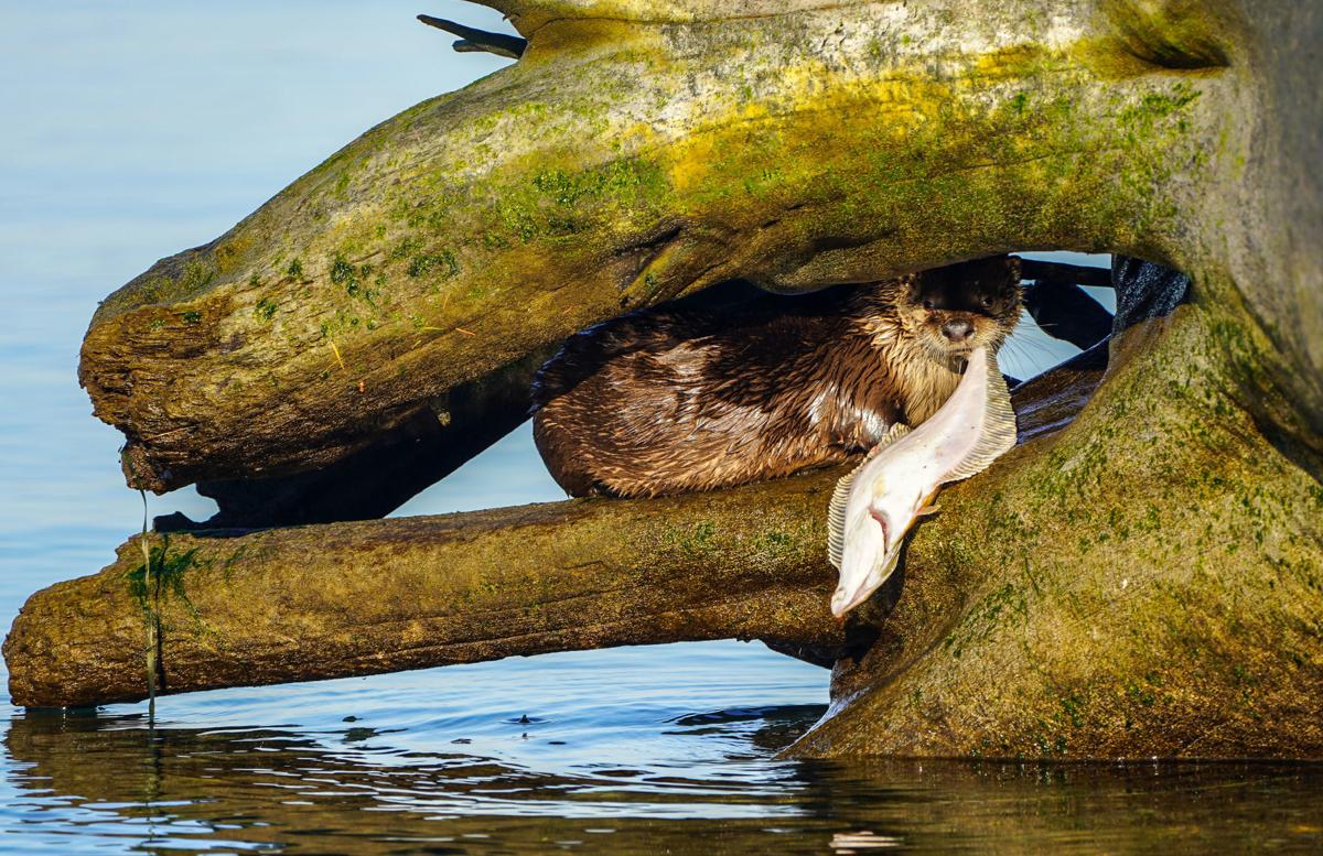 Whidbey Island Study Takes A Look At Area Otters Crime