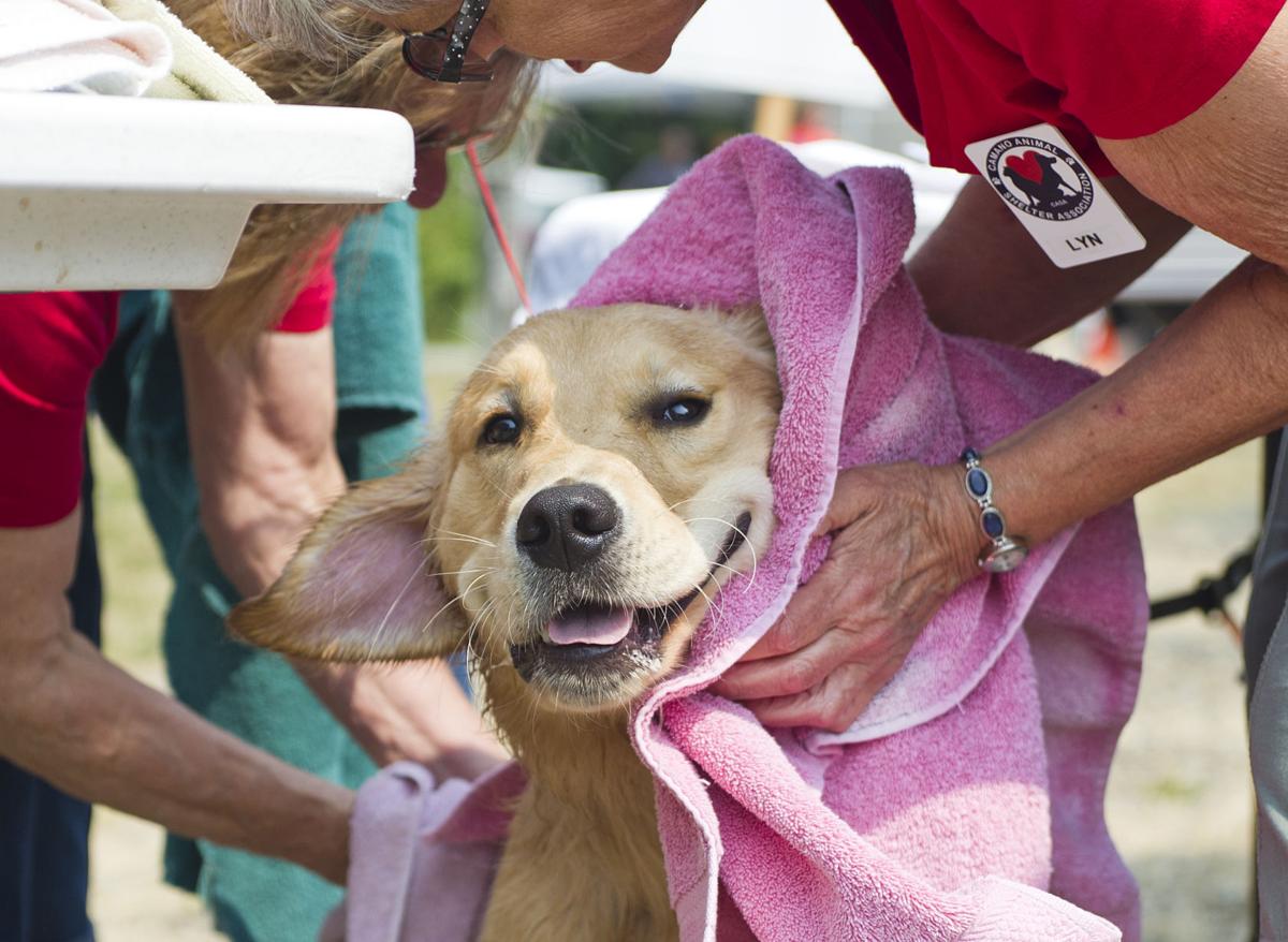 The Dog Wash Day Of Summer Is Saturday News Goskagit Com