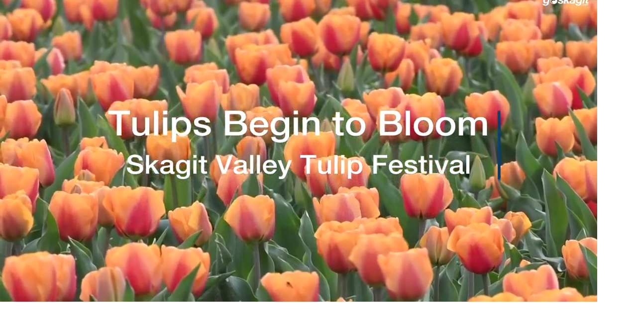Tulip Festival Update April 13 | Gallery | goskagit.com
