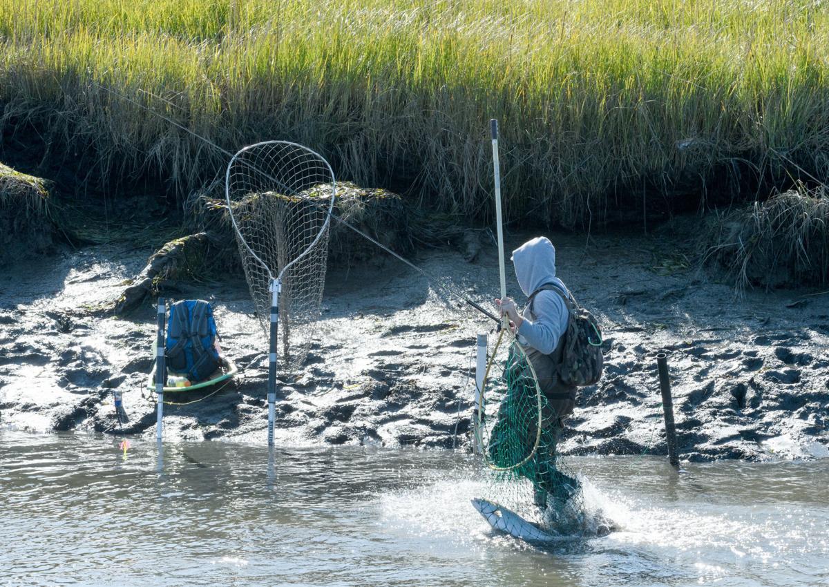 Samish River chinook, Skagit River coho bring fishing opportunities