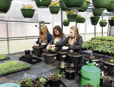 At Home Plant Sales Continue Free Classes Available And More News Goskagit Com
