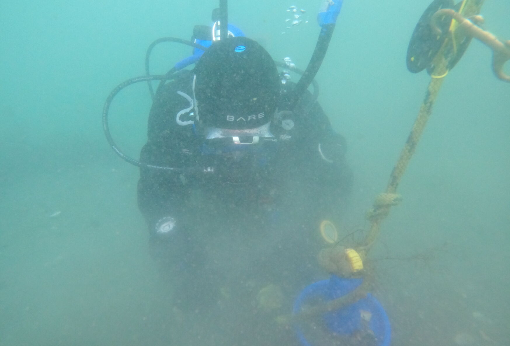 Unlike South Puget Sound Counterparts, Area Floating Kelp Beds Are ...