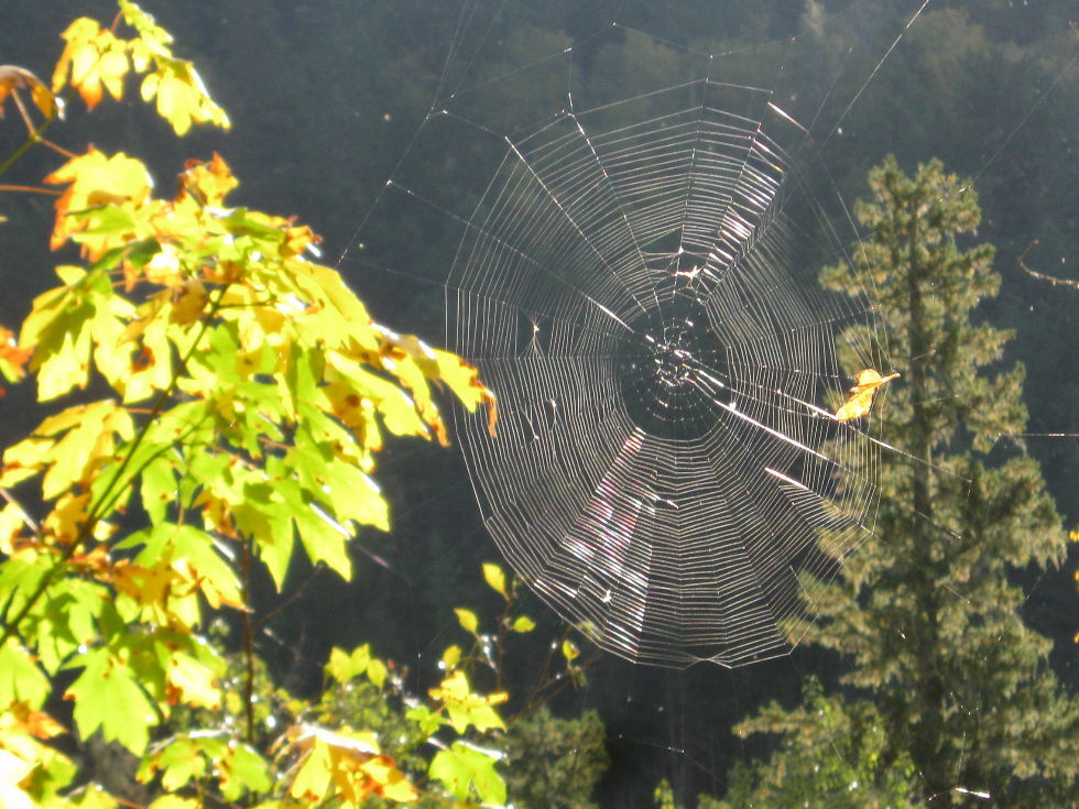 spider web in fall_V.Link.jpg