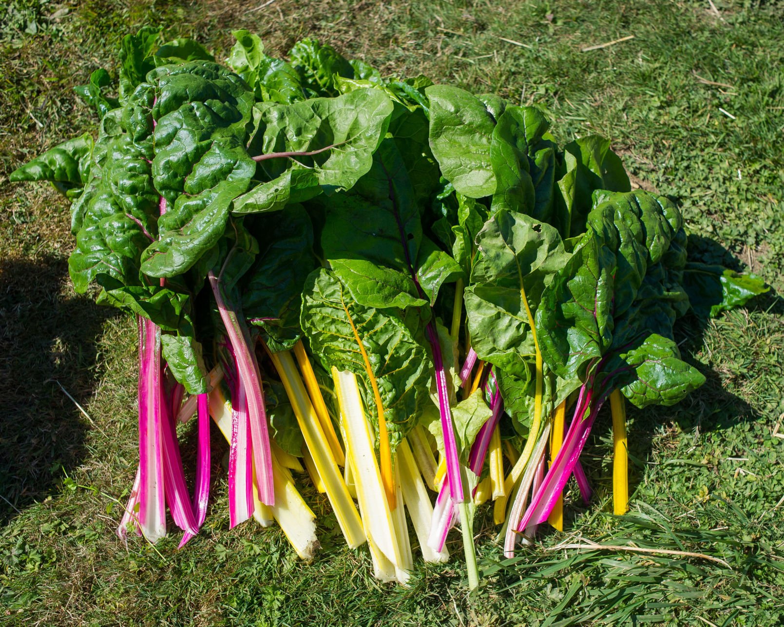 Skagit Gleaners Divert Leftover Crops To Families In Need | News ...