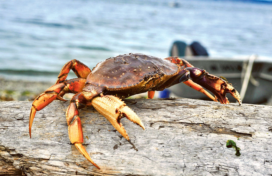 Late-season crab fishing opens in area waters, News