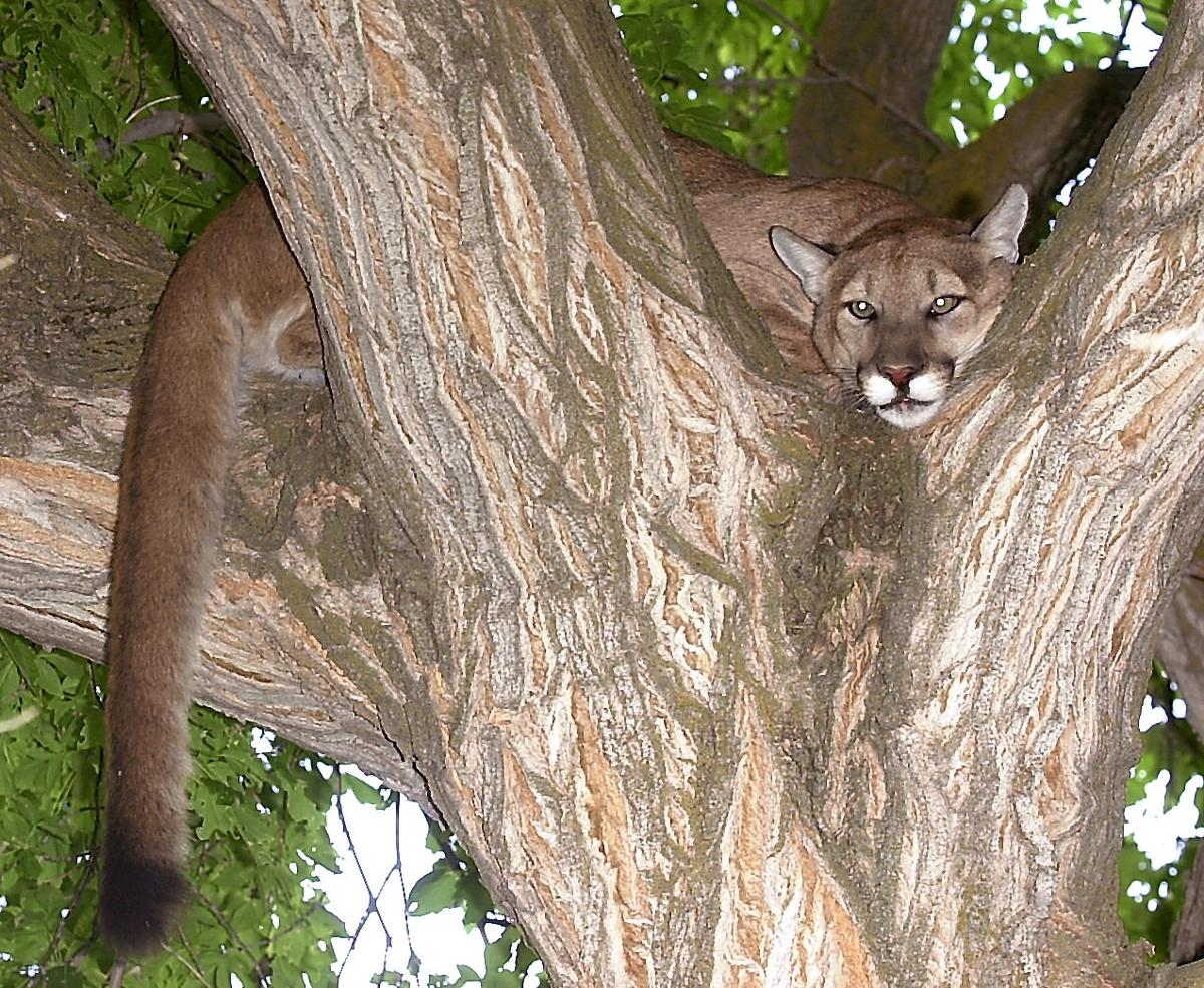When cougars come to town There’s always a possibility of a mountain