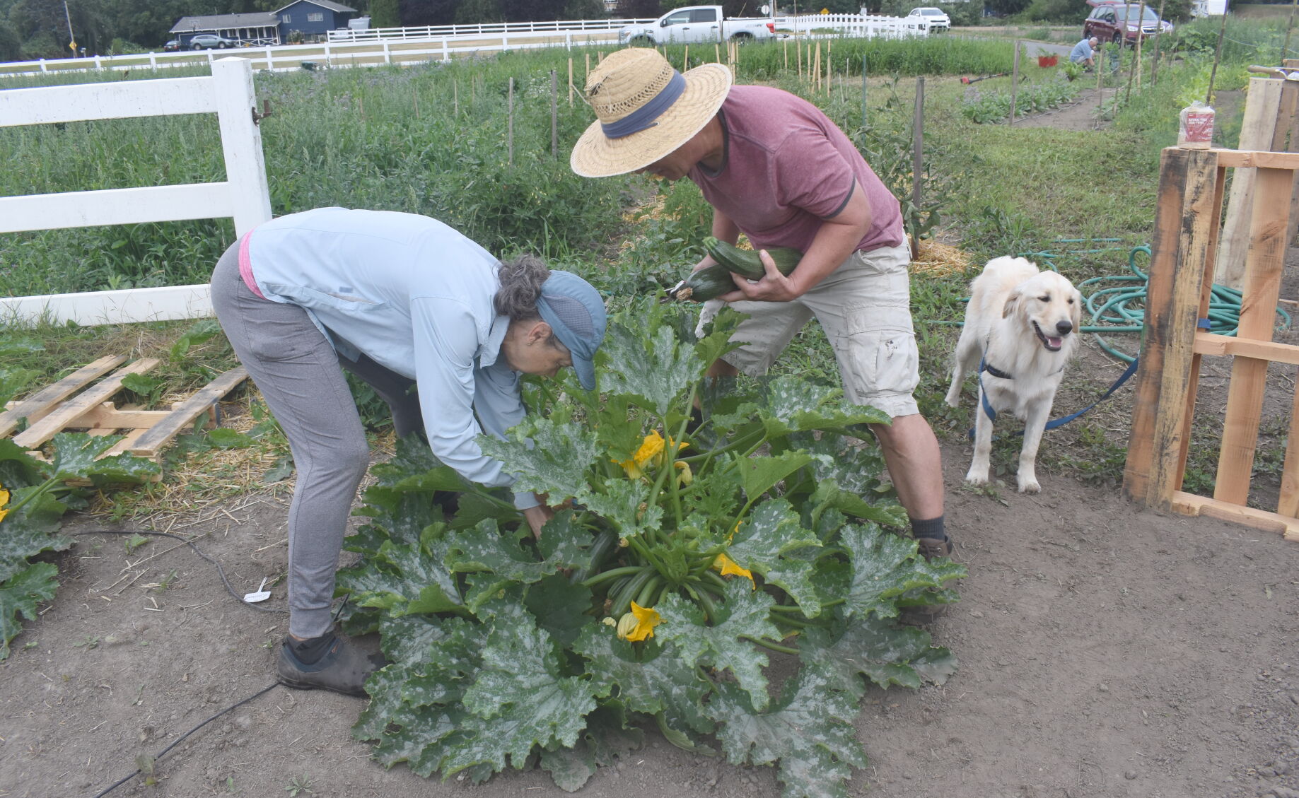 Skagit Gleaners Harvesting From Its Community Garden | Growskagit ...