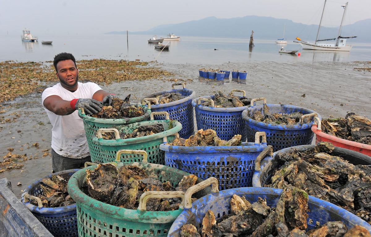 Shellfish harvest resumes in Samish Bay Environment