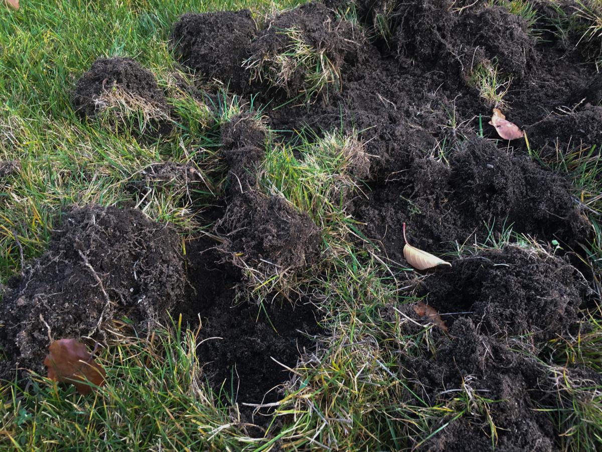 What Animal Is Digging Holes In My Yard At Night Pests
