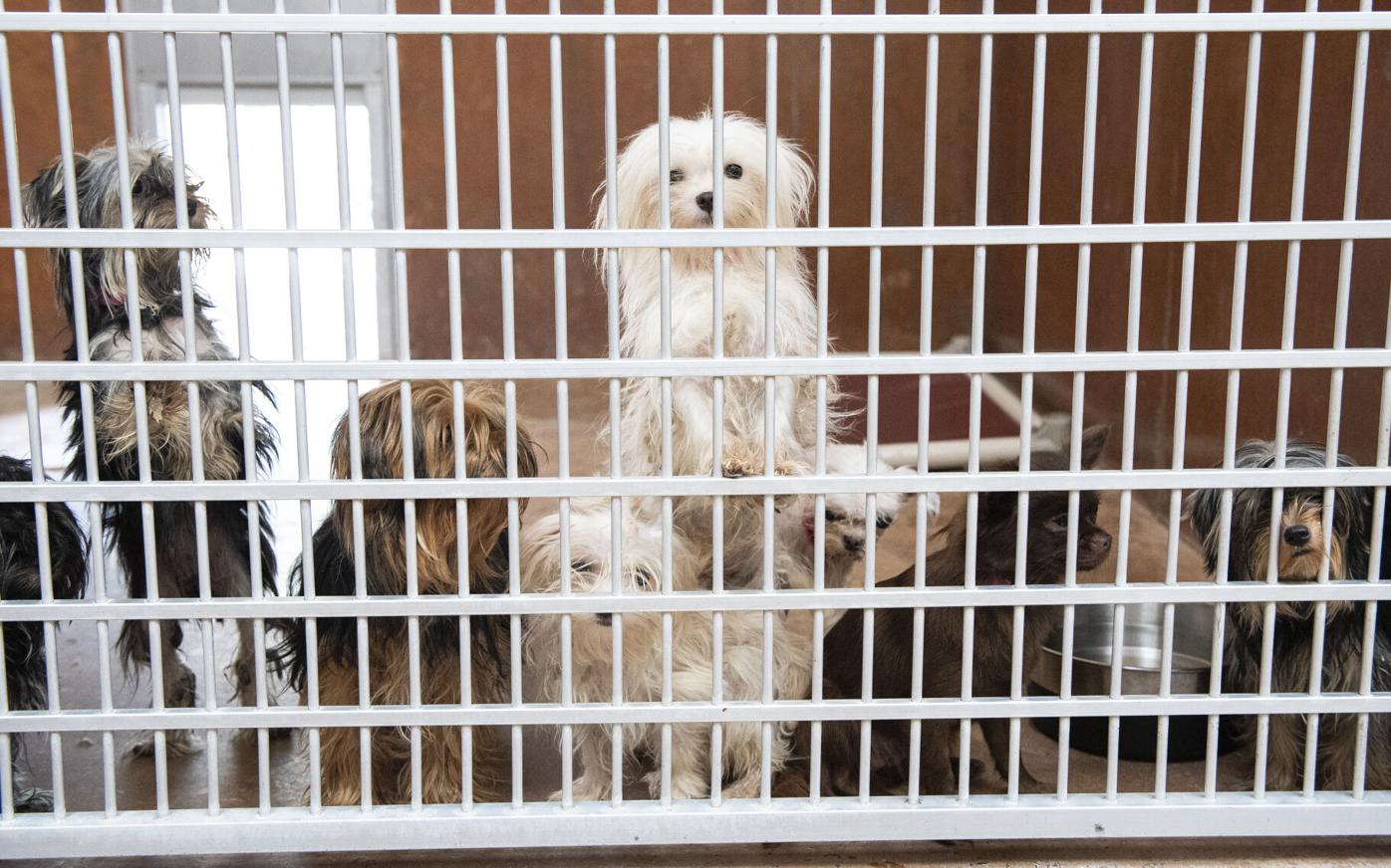 Humane Society working around the clock to provide care for seized dogs |  Zoology 