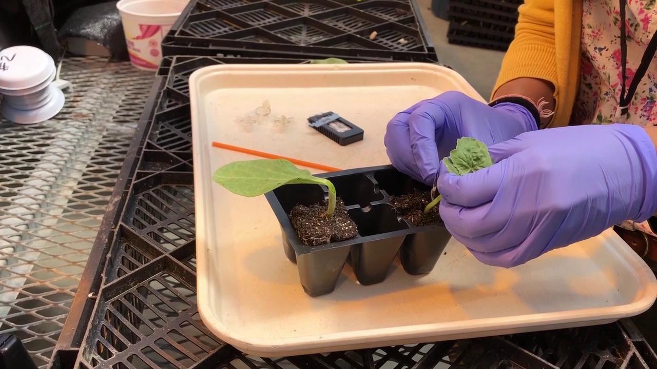Grad Students Bring International Perspective To Local Agriculture