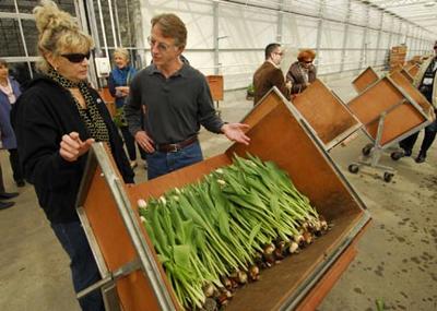 Tulip diplomacy: Foreign visitors impressed with Washington Bulb ...
