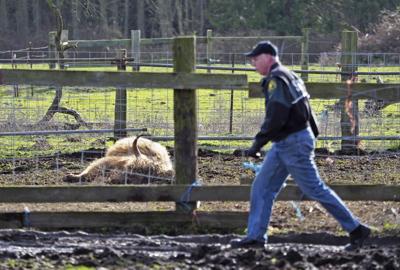 Pederson faces criminal charges for dead cattle