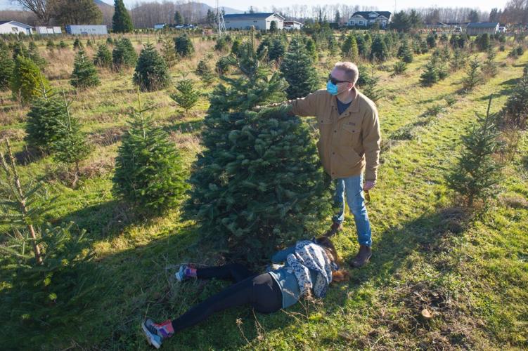 Business booming at Christmas tree farms Local News