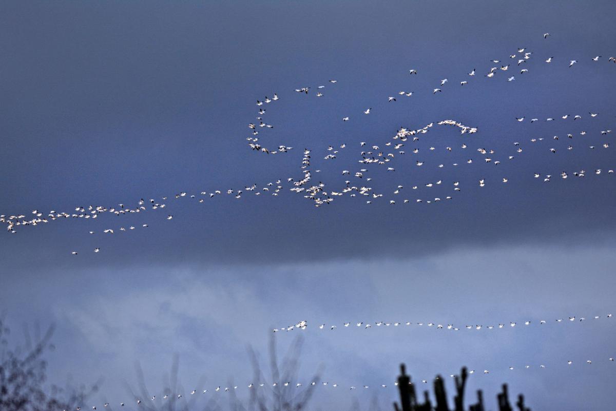 Skagit Audubon Society Hits 40 Years With Christmas Bird Count Community Goskagit Com