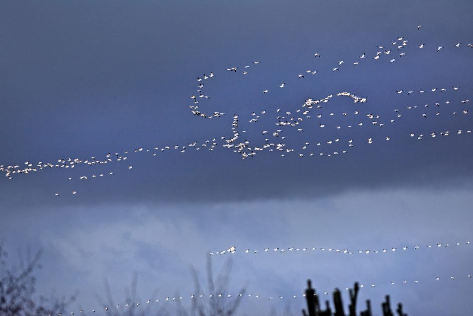 Skagit Audubon Society Hits 40 Years With Christmas Bird Count